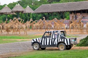 Safari World Zoo & Park – An Amazing Place for Your Bangkok Shore Excursions