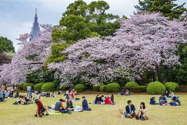 Tokyo Imperial Palace Gardens - cherry blossoms vewing