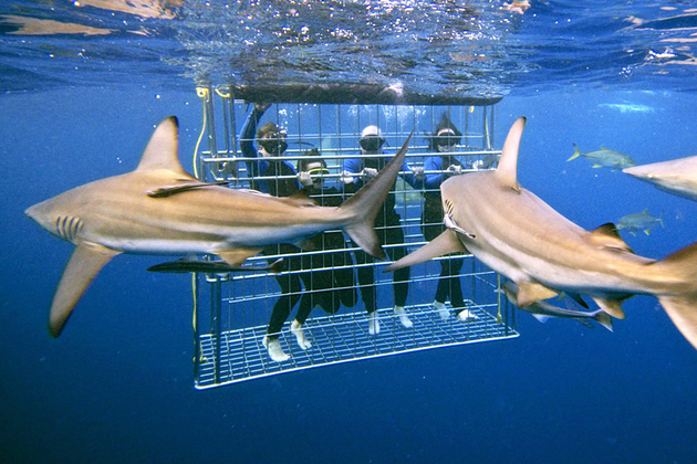 Cage Diving with sharks