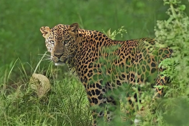 Indian leopards