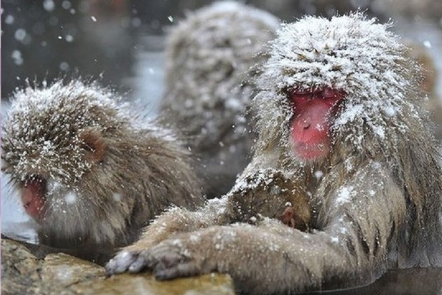 Jigokudani Monkey Park in Hakodate