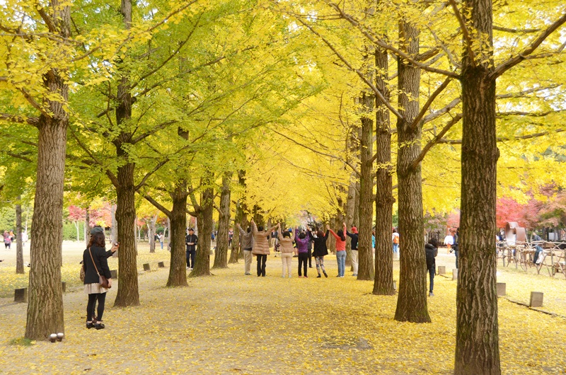 Nami Island in Seoul shore excursions