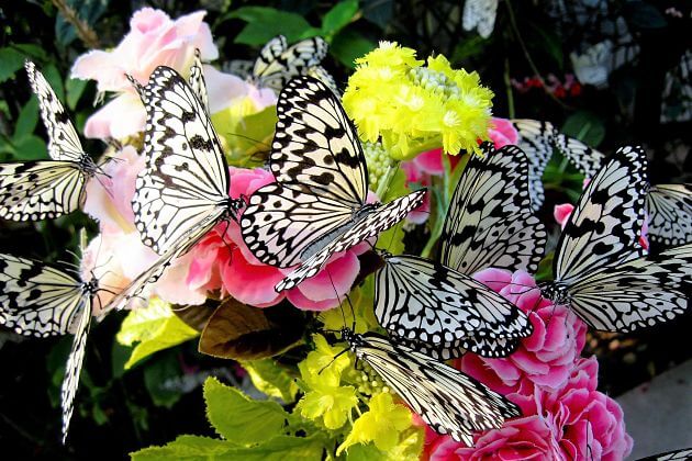 Ryugujo-Butterfly-Gardens