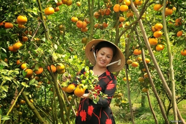 orchards-in-Mekong-Delta