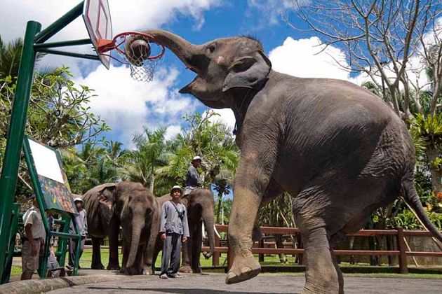 Elephant Safari Park - Indonesia shore excursions