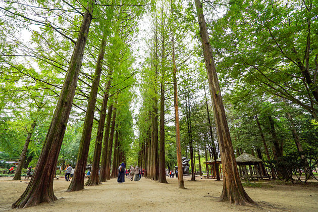 Nami Island - Incheon shore excursions