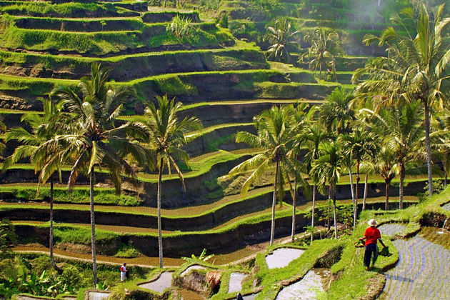 Bali Nature Exploring