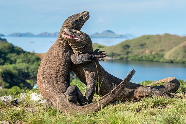 Komodo Island Half Day