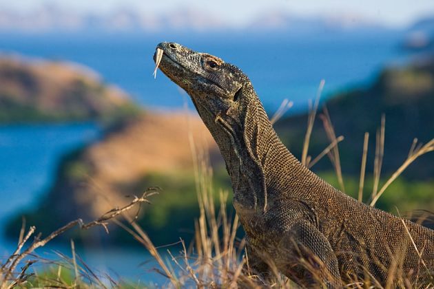 Komodo National Park Sightseeing Tour