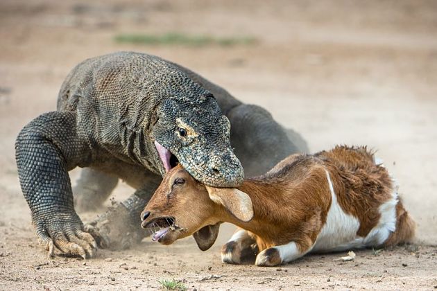 Komodo feeding field