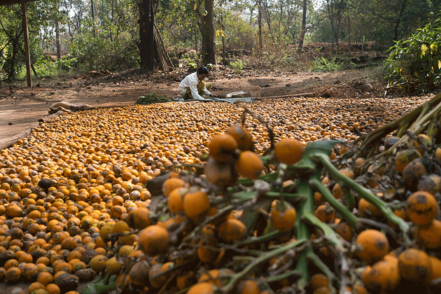 Spice plantation Goa shore excursions