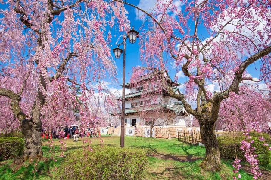 Aomori cherry blossoms