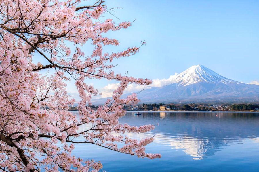 Cherry blossom season Japan