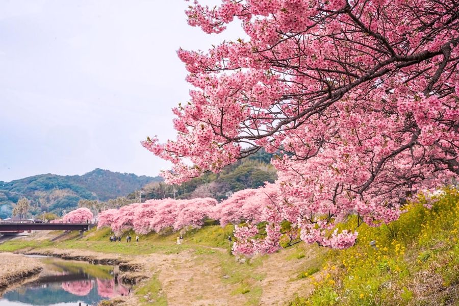 Early cherry blossoms Japan