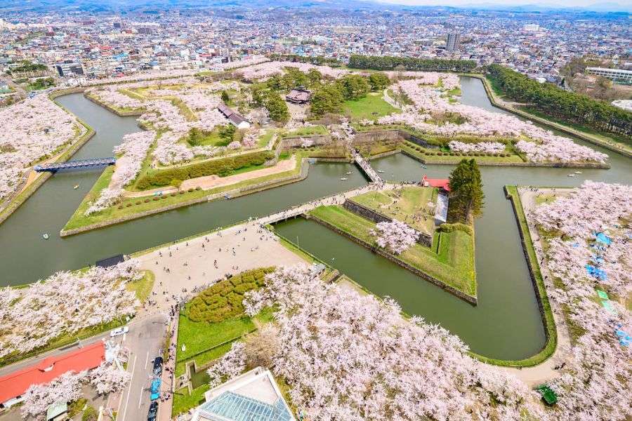 Hakodate cherry blossoms