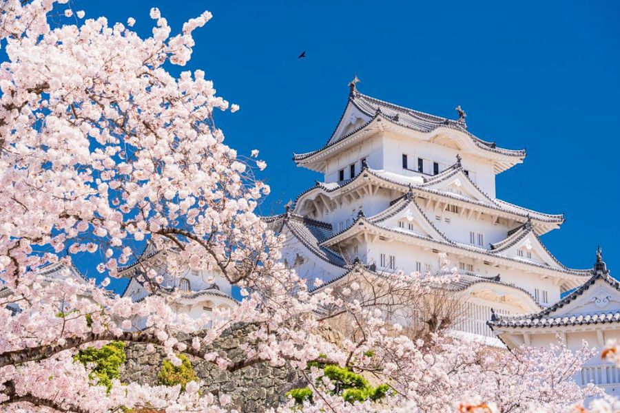 Himeji Castle cherry blossoms