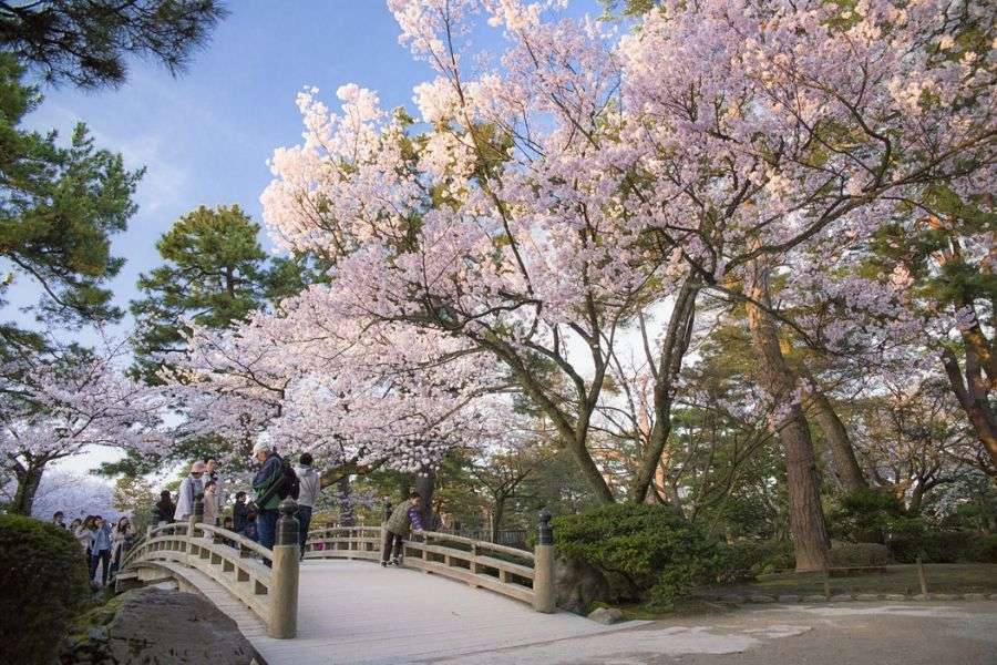 Kanazawa cherry blossoms