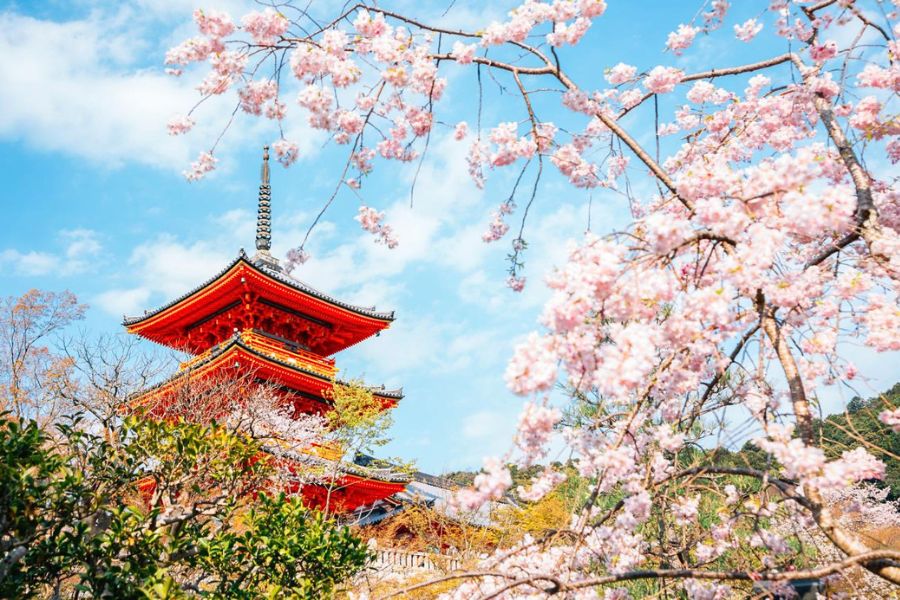 Kyoto cherry blossoms