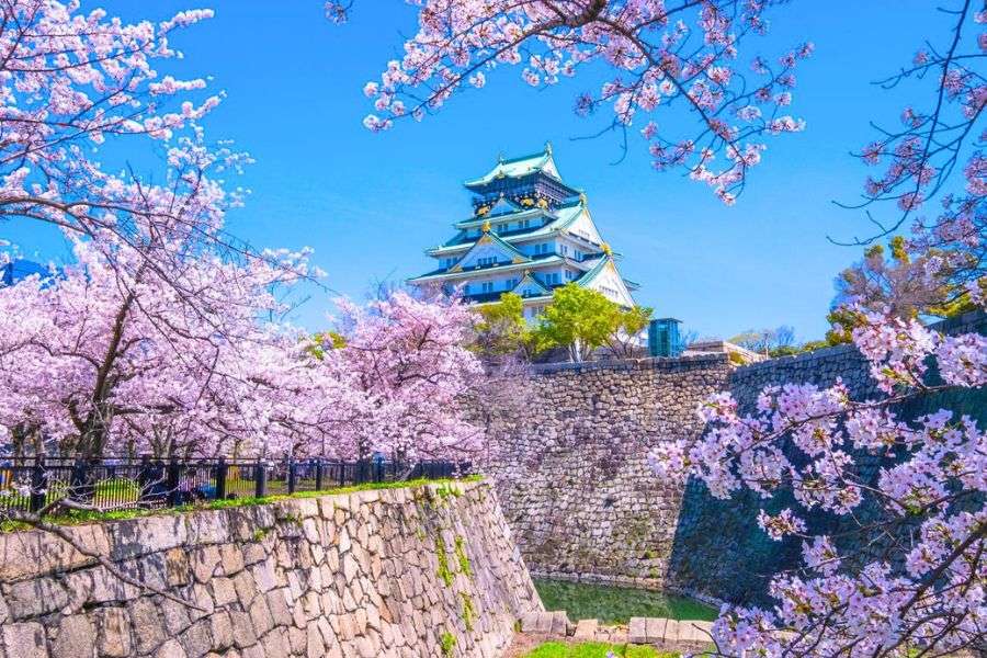 Late April cherry blossoms Japan