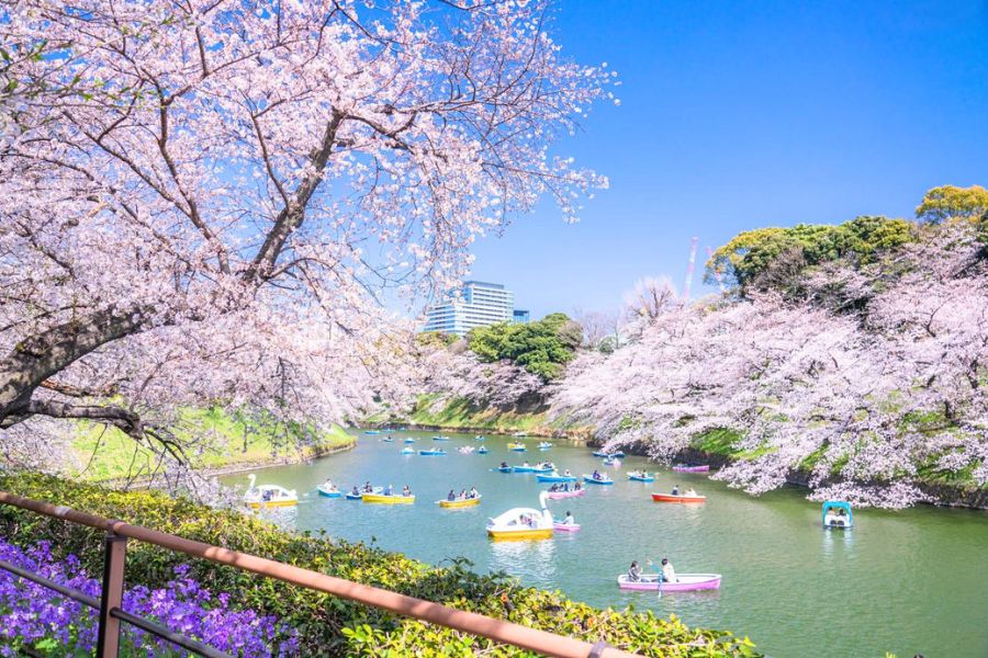 Late March cherry blossoms Japan