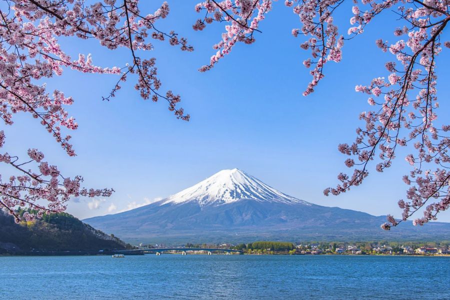 Mount Fuji cherry blossoms