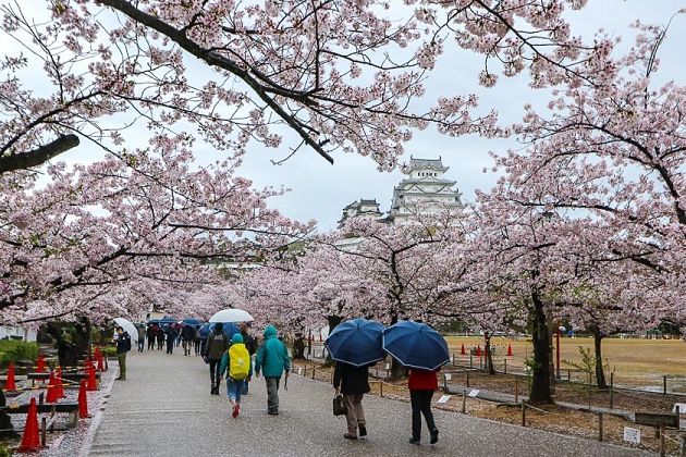 Places to See Cherry Blossoms – Himeji Castle