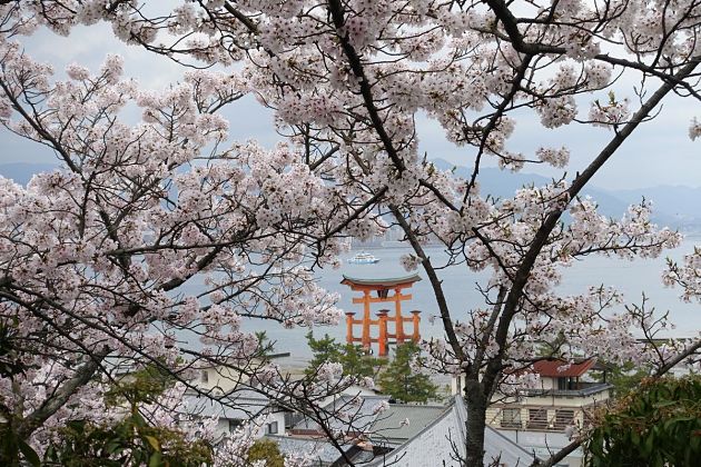 Places to See Cherry Blossoms – Miyajima