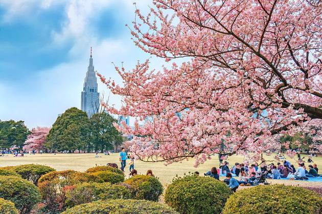 Places to See Cherry Blossoms – Sakura Hanami Spots in Japan