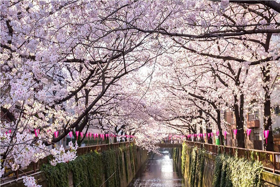 Places to See Cherry Blossoms – Sakura Hanami Spots in Japan