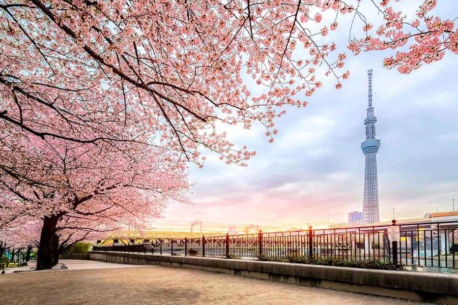 Tokyo cherry blossoms