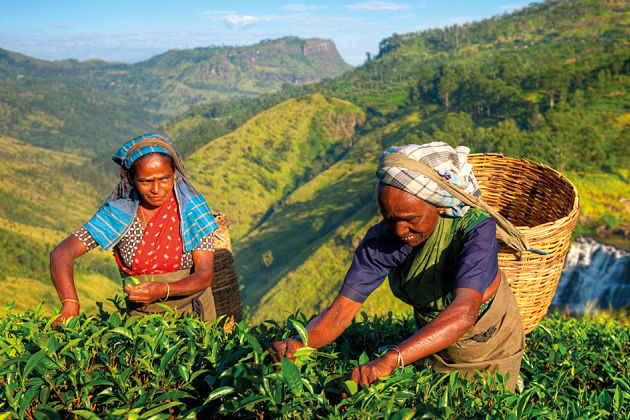 Colombo shore excursions Tea Plantation