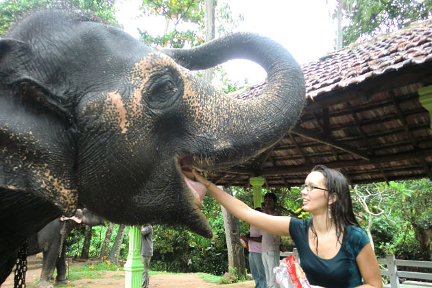 Colombo shore excursions elephant foundation