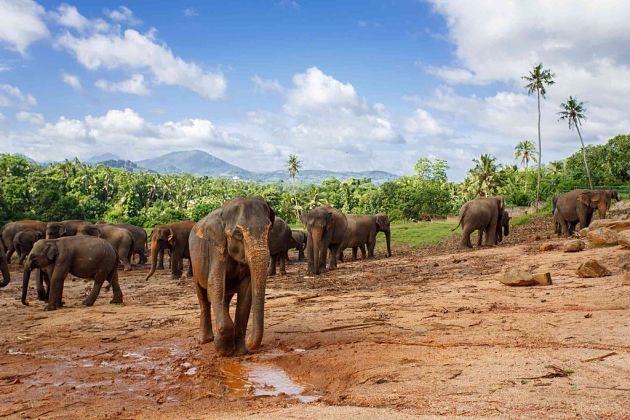 Colombo shore excursions elephant walk experience