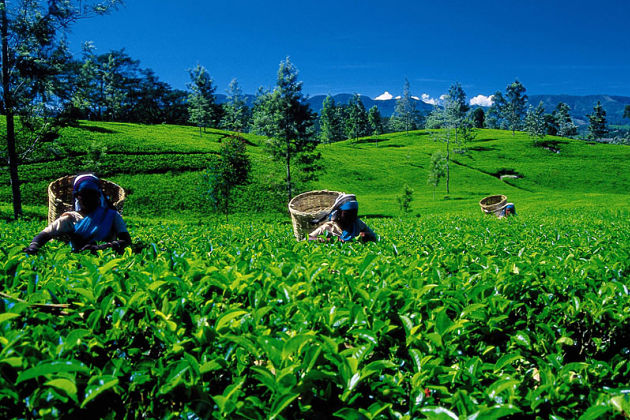 Ingiriya Tea Plantation - Colombo