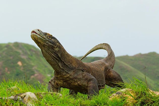 Komodo dragons - Komodo shore excursions