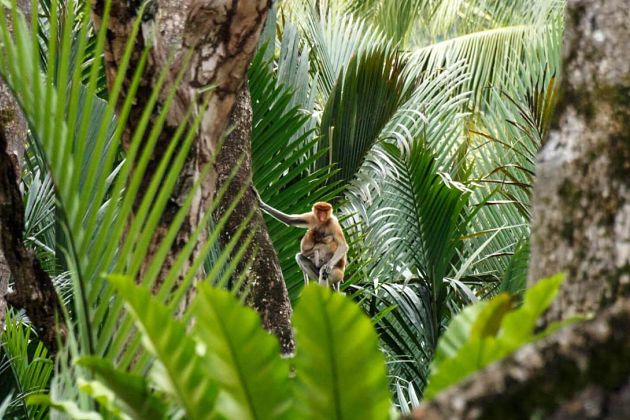 Mangrove Safari Brunei shore excursions