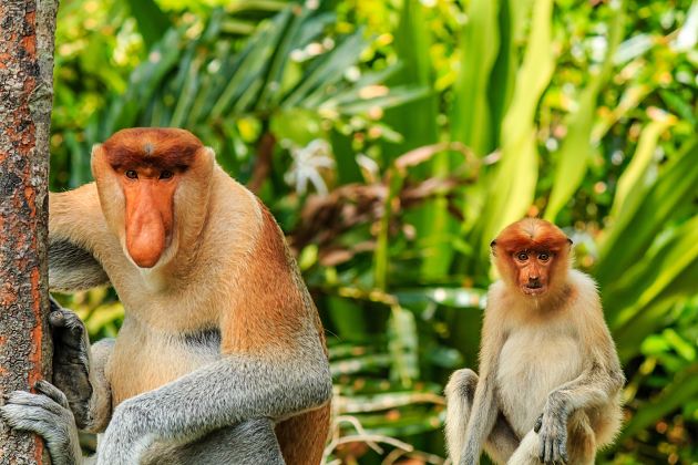 Proboscis Monkey Safari Brunei shore excursions