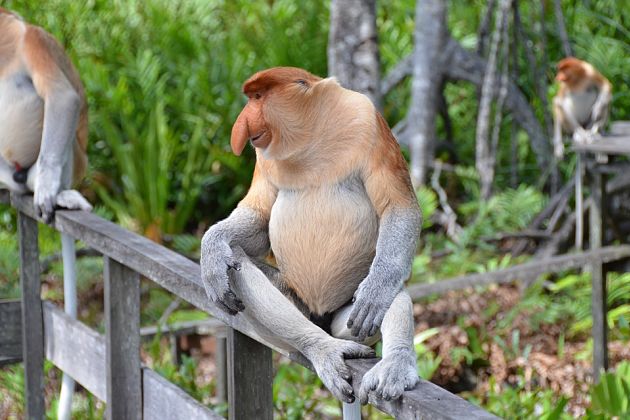 Proboscis Monkey mangrove safari - Brunei shore excursions