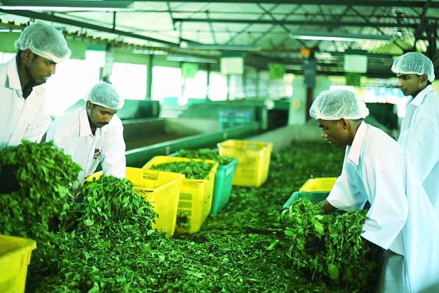 Tea Factory in Colombo shore excursions