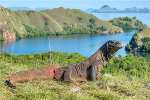 Travel Guide to Komodo National Park & Pink Beach