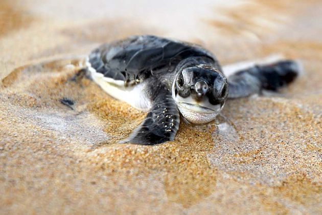 Turtle hatchery Colombo shore excursions