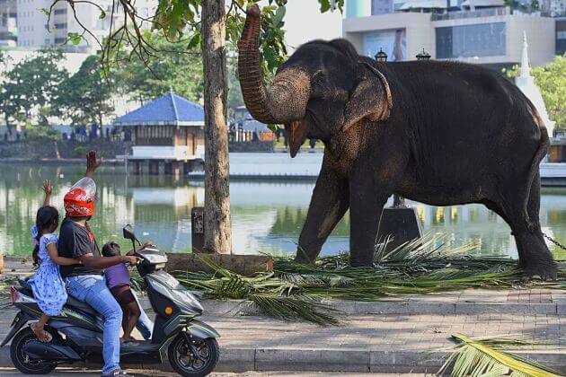 Elephants in Colombo