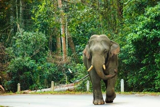 Khao-Yai-National-Park-in-Bangkok