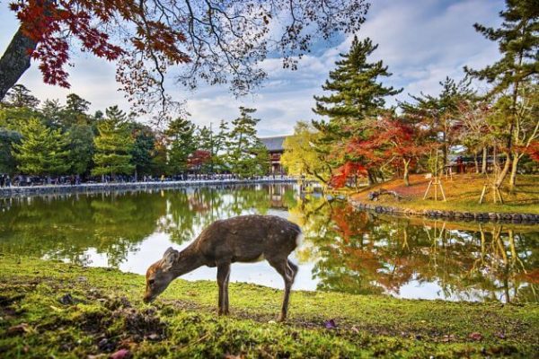 Nara Deer Park Osaka shore excursions