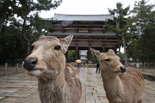 Nara Deer Park in Todaiji Temple