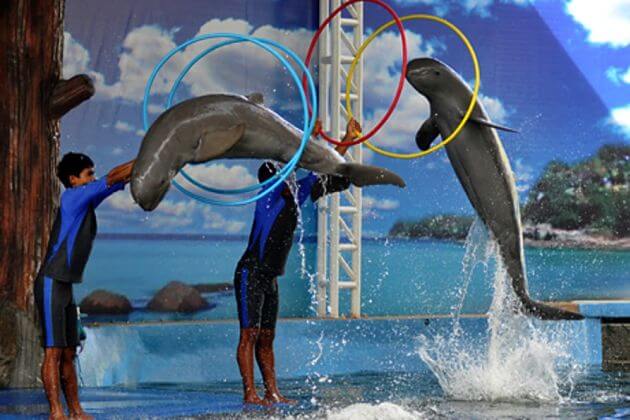 Pattaya dolphin show