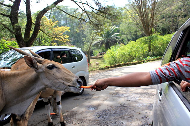 Safari Bogor Park - Jakarta shore excursions