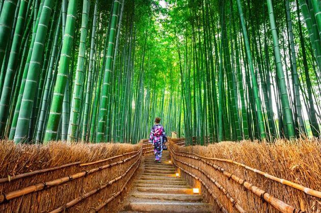 Arashiyama-Bamboo-Grove-Kyoto-shore-excursions