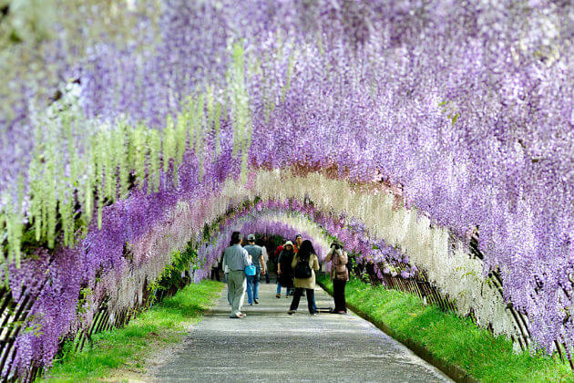 Kawachi Wisteria Garden-Kitakyushu