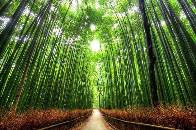 Arashiyama Bamboo Kyoto shore excursions